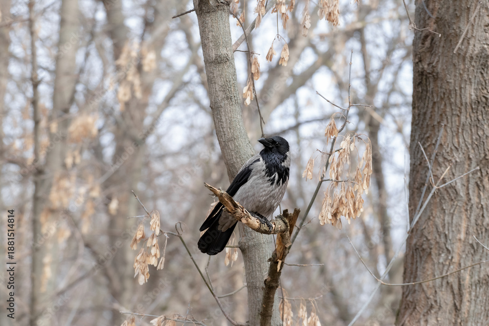 Obraz premium Crow sitting on a tree branch in winter.