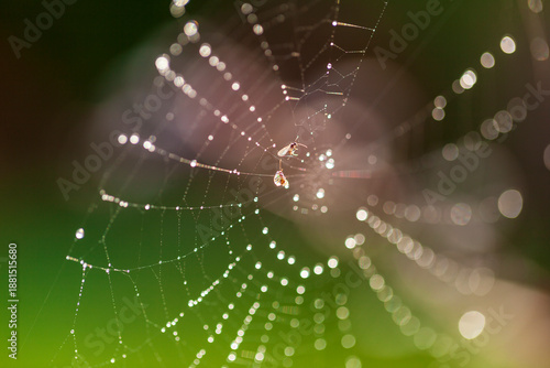 Wallpaper Mural The spider webs after the rain Torontodigital.ca