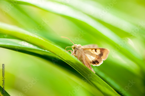 Wallpaper Mural A moth is on the flower Torontodigital.ca