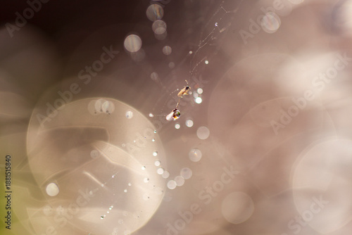 Wallpaper Mural The spider webs after the rain Torontodigital.ca