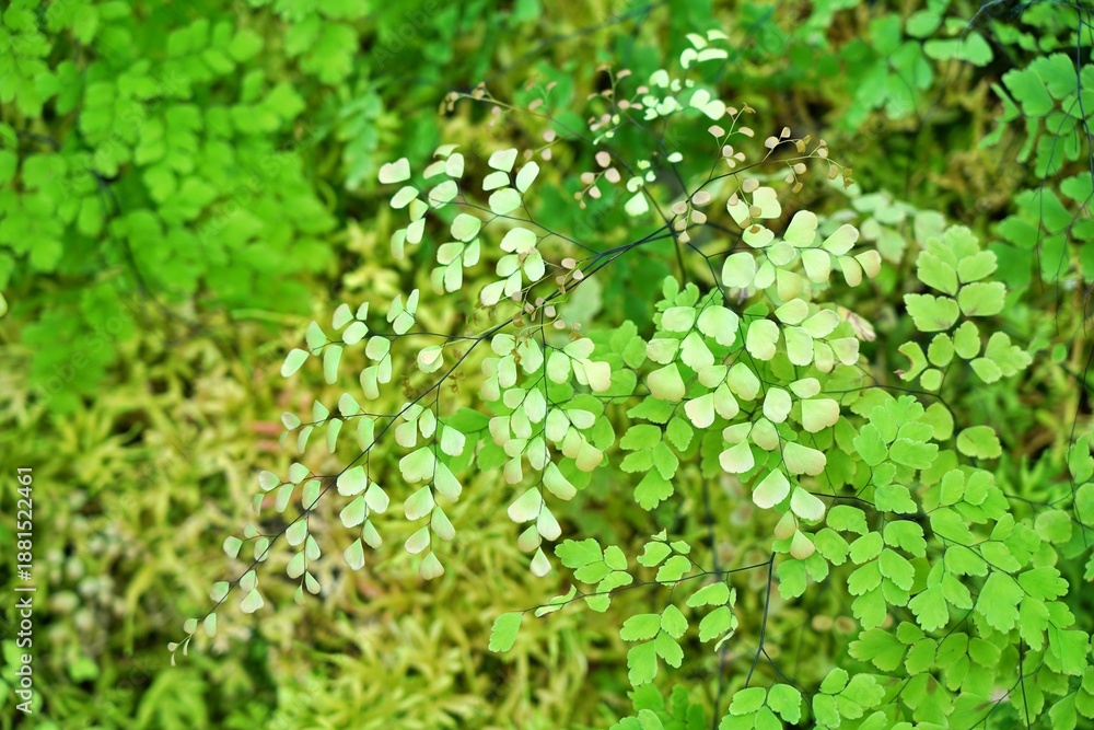 Fototapeta premium Gradient shades of green fern bouquet, refreshing and relaxing in nature