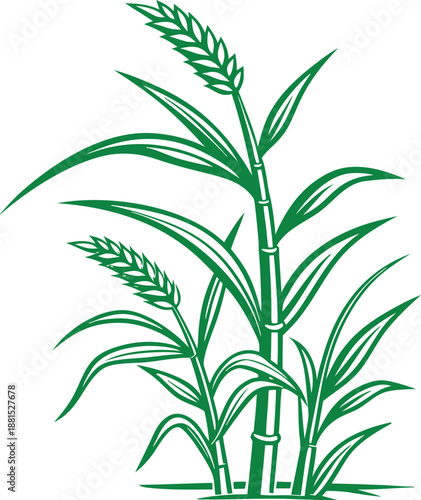 sugarcane plant isolated on white background