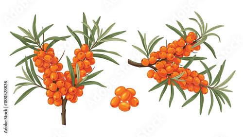Detailed illustration of sea buckthorn branches with bright orange berries and green leaves isolated on a white background.