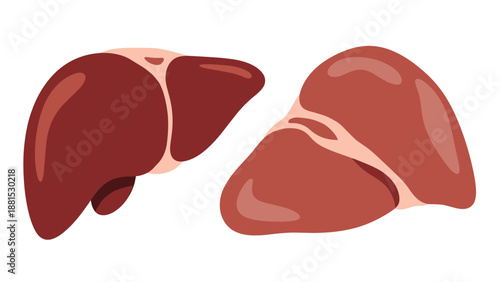 Realistic illustration of two pieces of fresh raw animal liver showing characteristic dark reddish-brown color and smooth texture.
