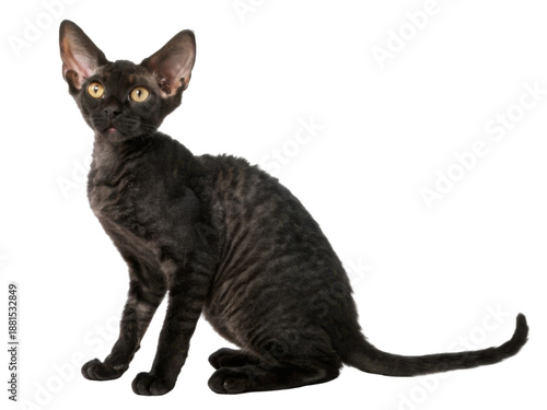 Wallpaper Mural Curious purebred black devon rex cat with large ears sitting isolated transparency background looking attentive with soft curly fur and bright yellow eyes displaying intelligent domestic Torontodigital.ca