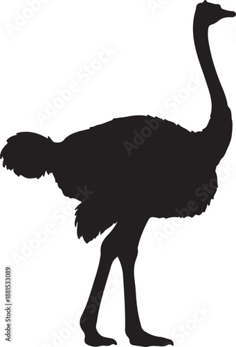 Ostrich in silhouette white background.