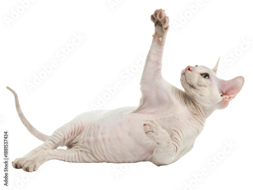 Playful light pink sphynx cat lying on back reaching paw up with curiosity and joy while isolated on transparency background looking cute funny and happy with hairless skin texture