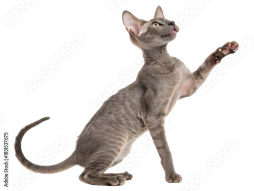 Elegant young sphynx cat playing with raised paw on isolated transparency background showing curious and playful emotional expression in studio shot for animal lover concept