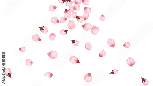 Graceful pink cherry blossom petals falling artistically, isolated on transparent background