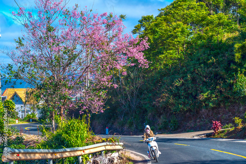 Wallpaper Mural Traffic at the corner of a busy curve as cherry blossom trees bloom by the roadside on a beautiful spring morning in Da Lat, Vietnam Torontodigital.ca