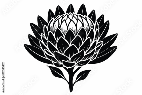protea silhouette line art vector illustration