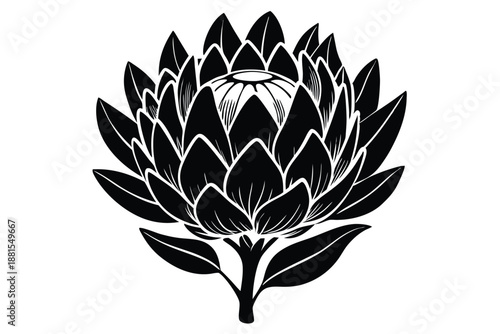 protea silhouette line art vector illustration