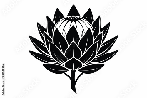 protea silhouette line art vector illustration