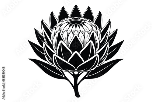 protea silhouette line art vector illustration