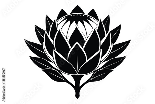 protea silhouette line art vector illustration