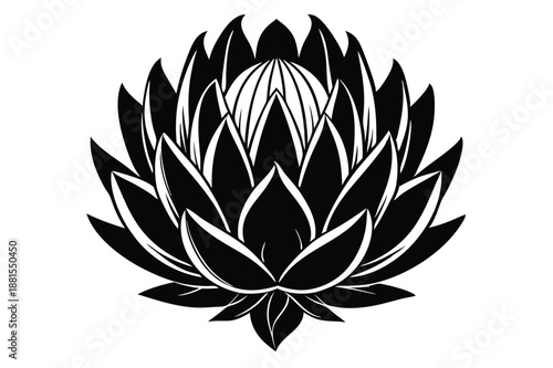 protea silhouette line art vector illustration