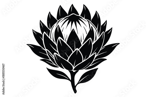 protea silhouette line art vector illustration