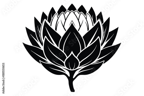 protea silhouette line art vector illustration