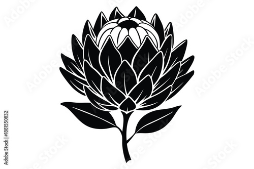 protea silhouette line art vector illustration