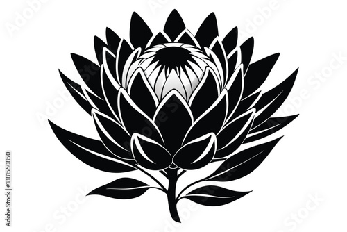 protea silhouette line art vector illustration