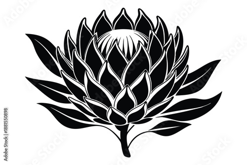 protea silhouette line art vector illustration