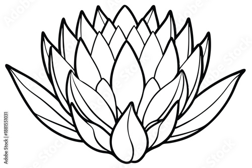 protea silhouette line art vector illustration