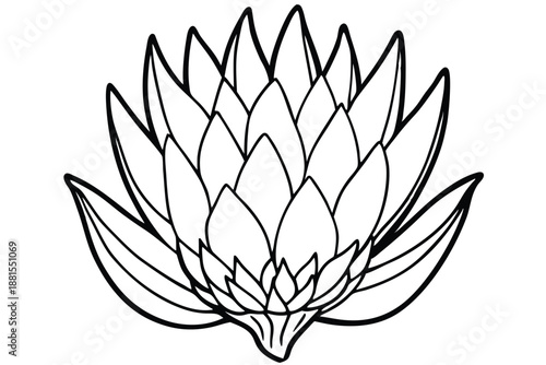protea silhouette line art vector illustration