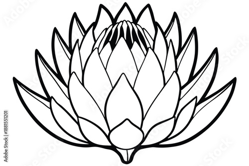 protea silhouette line art vector illustration
