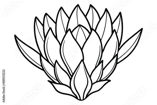 protea silhouette line art vector illustration