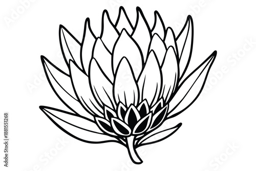 protea silhouette line art vector illustration