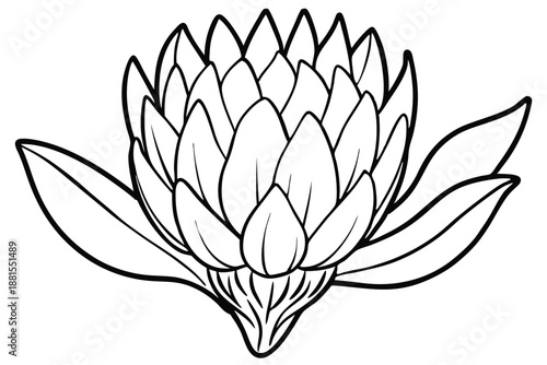 protea silhouette line art vector illustration