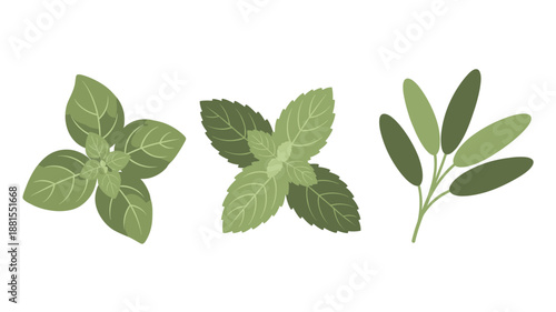 Fresh Green Leaves of Various Herbs.