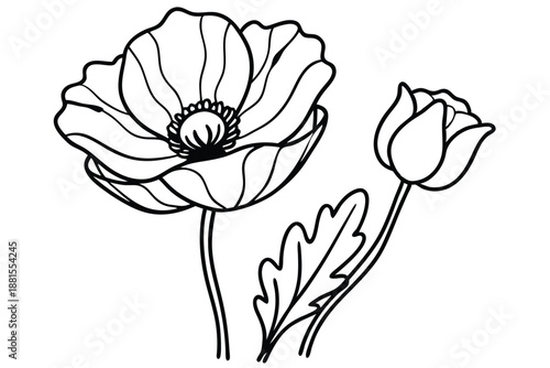 poppy silhouette line art vector illustration