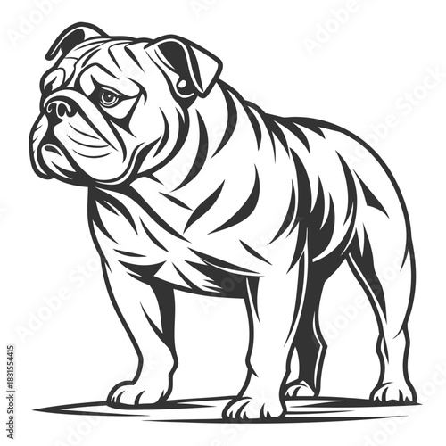 Detailed illustration of a majestic english bulldog head and shoulders a striking black and white silhouette