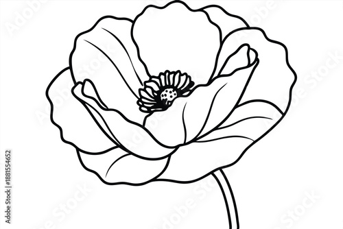 poppy silhouette line art vector illustration