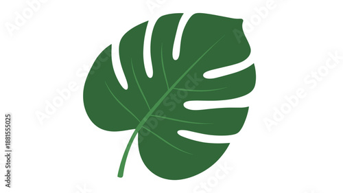 Monstera Deliciosa Leaf Illustration.