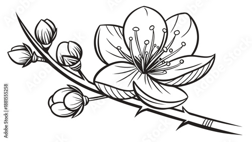 beautiful flower branch with blossoms and buds silhouette high quality professional detailed modern elegant stylish clean