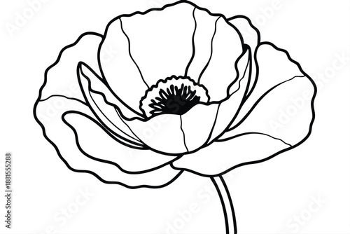 poppy silhouette line art vector illustration