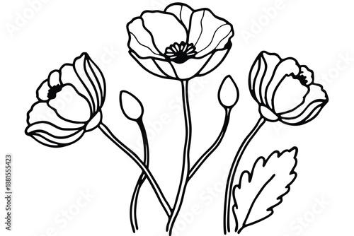 poppy silhouette line art vector illustration