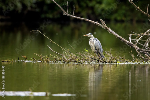 Foto A Gray Heron in the swamps (Ardea cinerea)
