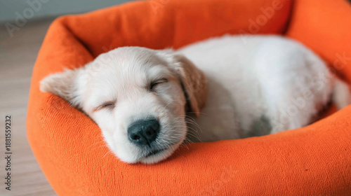 Cute golden retriever puppy sleeping peacefully in a soft orange dog bed, depicting comfort, relaxation, and warmth for a young domestic animal