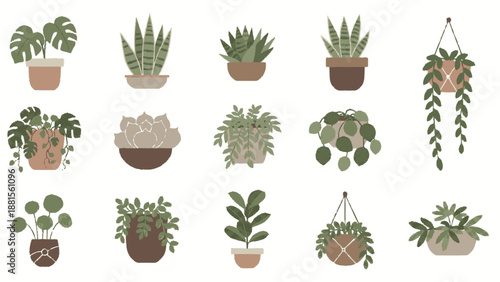 Collection of various potted houseplants in different pots.