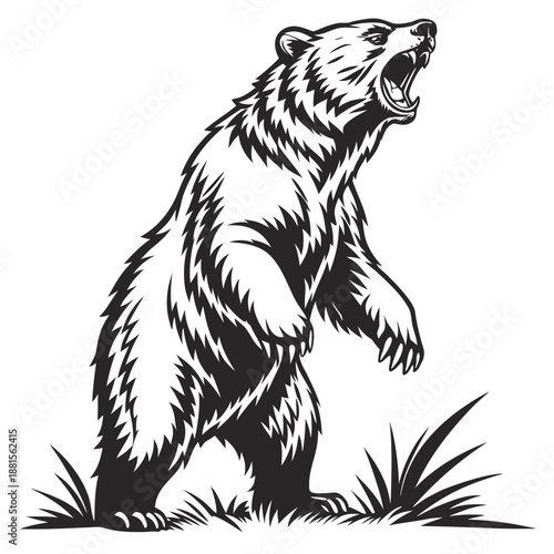 A striking black and white illustration depicting a roaring bear standing on its hind legs silhouette