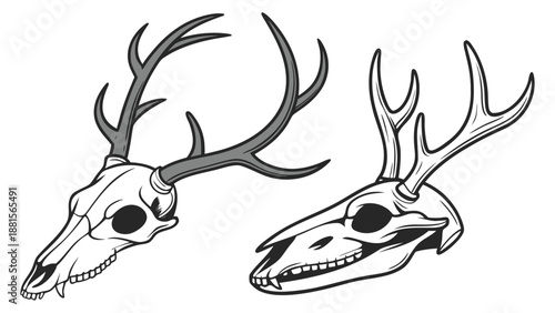 Detailed illustration of two deer skulls with impressive antlers showcasing a stark black and white style silhouette