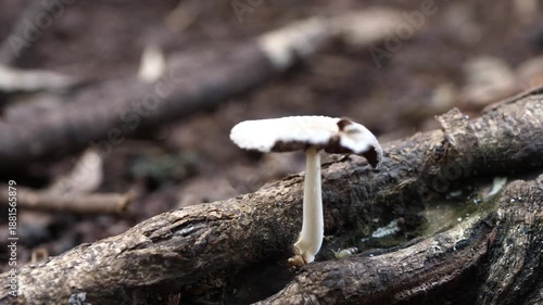 mushrooms attached to dead tree trunks
