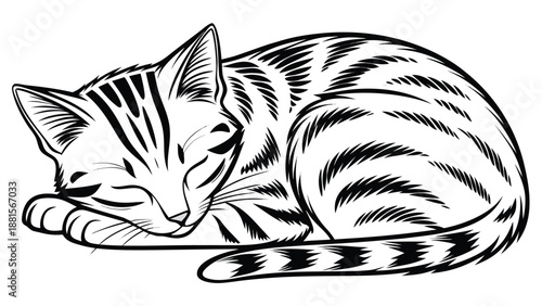 A detailed illustration of a curled up feline showcasing intricate line work and a dark silhouette