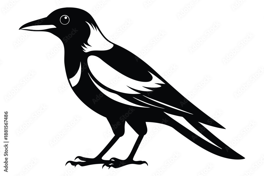 Obraz premium australian magpie silhouette line art vector illustration