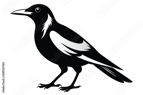 australian magpie silhouette line art vector illustration