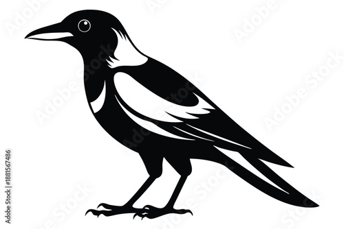 australian magpie silhouette line art vector illustration