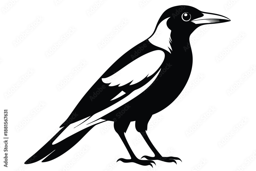 Obraz premium australian magpie silhouette line art vector illustration